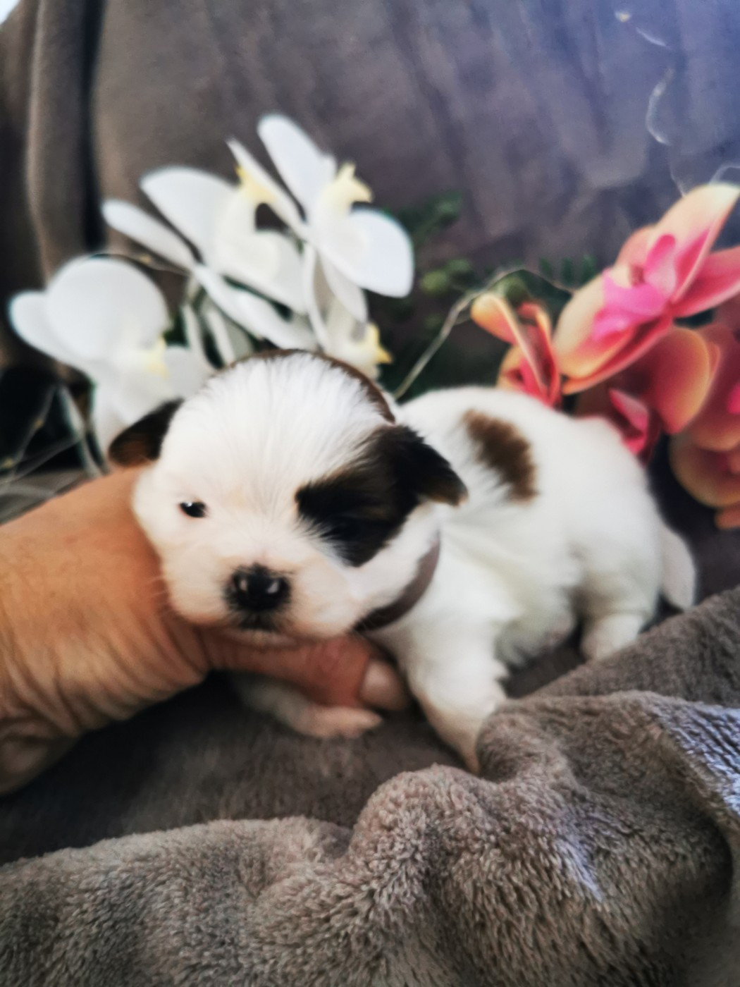 Del Sole Splendente - Chiots disponibles - Shih Tzu