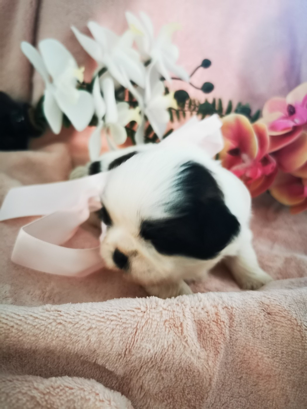 Del Sole Splendente - Chiots disponibles - Shih Tzu