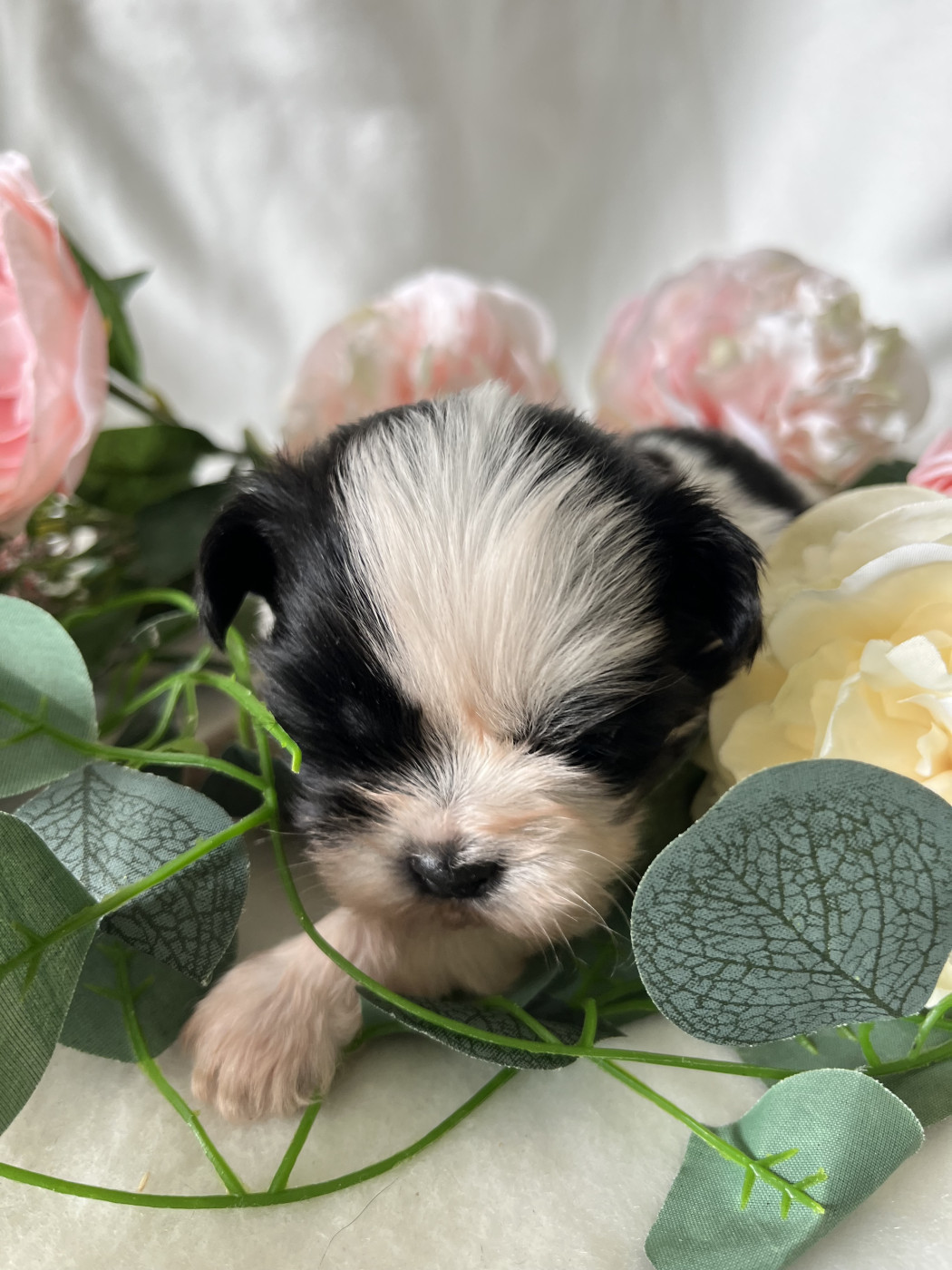 Del Sole Splendente - Shih Tzu - Portée née le 15/05/2026