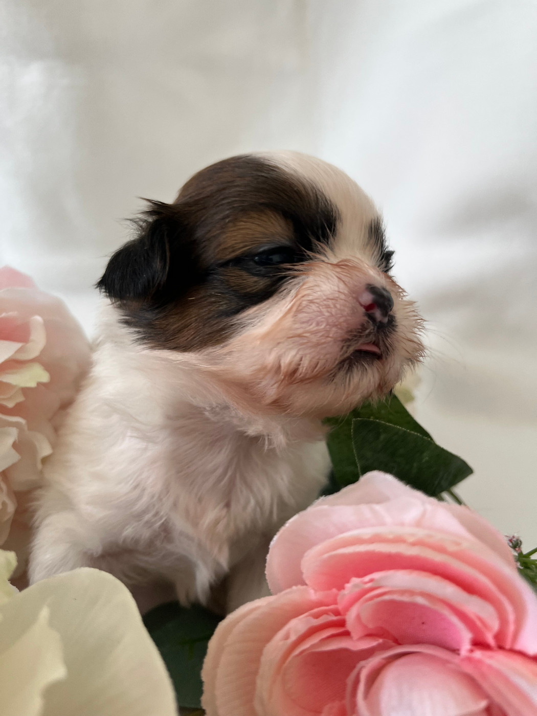 Del Sole Splendente - Chiots disponibles - Shih Tzu