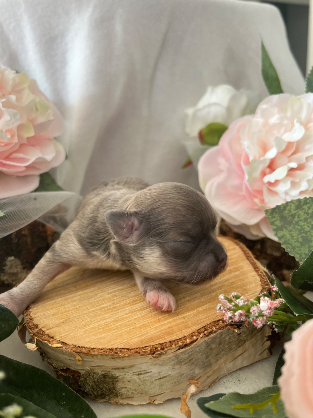 Del Sole Splendente - Chiots disponibles - Chihuahua