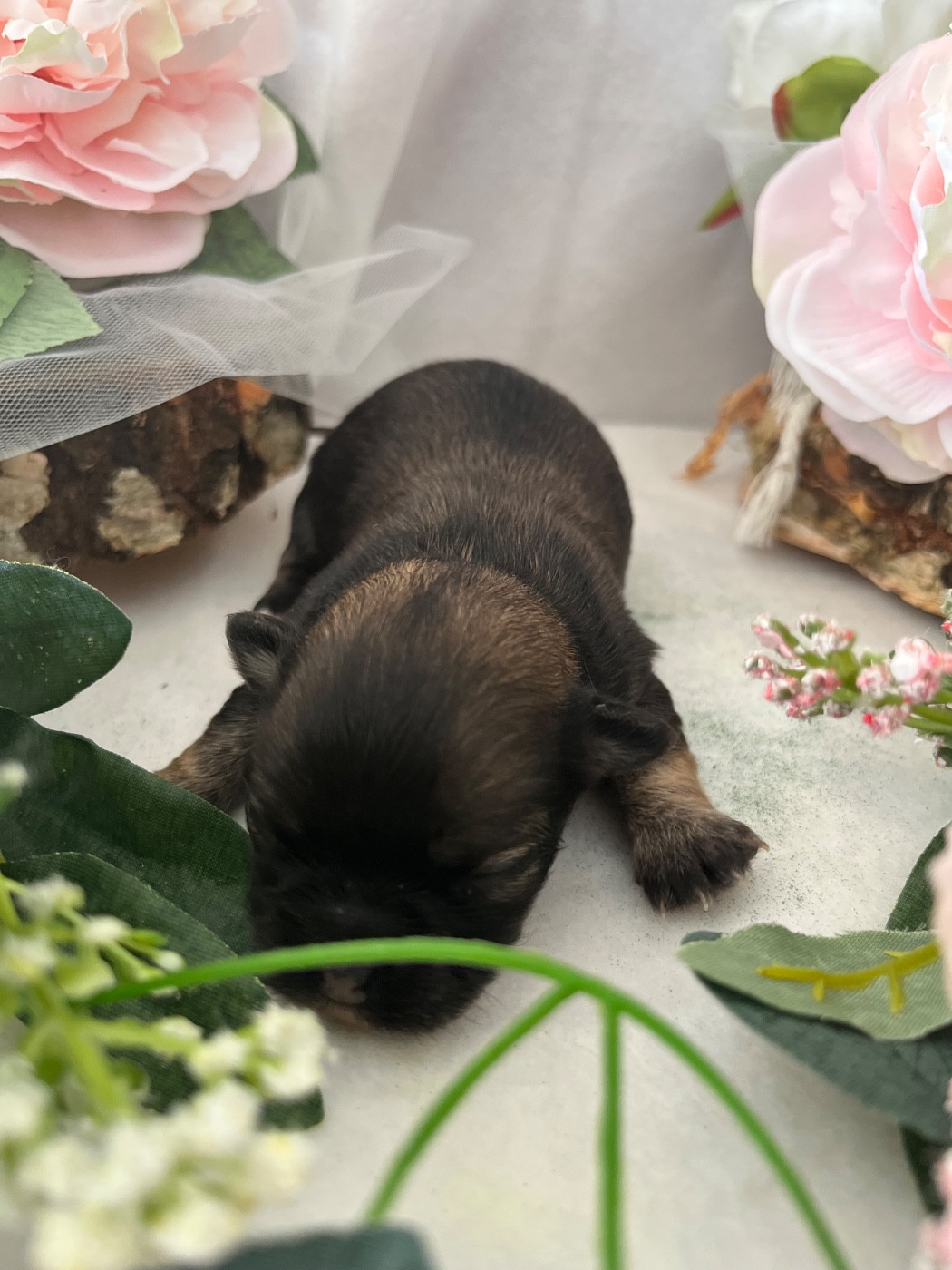 Del Sole Splendente - Chiots disponibles - Chihuahua