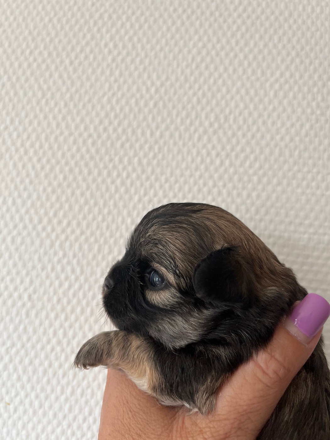 Del Sole Splendente - Chiots disponibles - Chihuahua